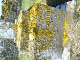 image of grave number 762835